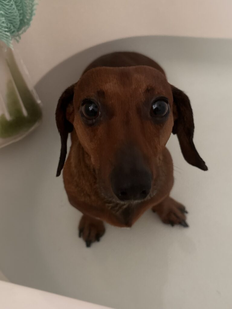 dachshund standing in bath water 