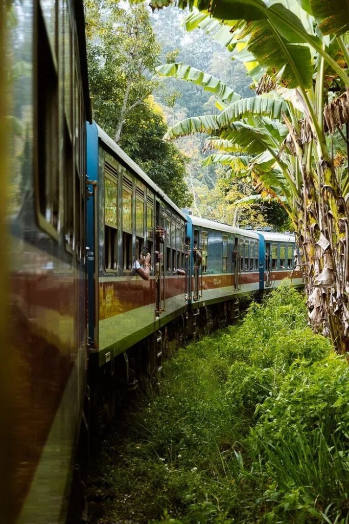 train moving through a forest with people sticking their head out to see what comes ahead.
